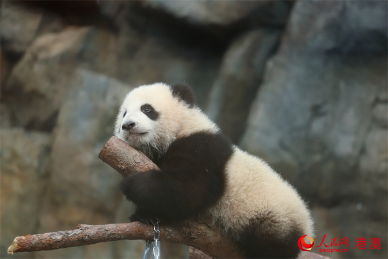 大熊貓寶寶“家姐”。人民網(wǎng) 吳宇揚揚攝