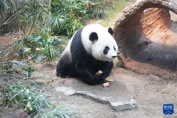 這是居住在香港海洋公園的中央贈(zèng)港大熊貓“可可”（2025年1月16日攝）。新華社記者 褚萌萌 攝