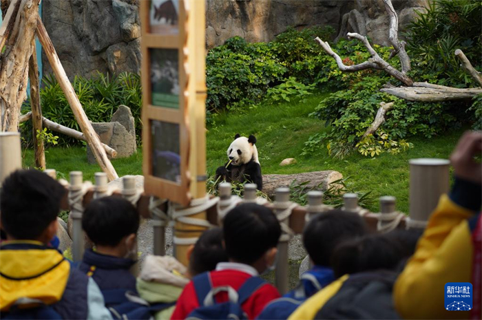 在香港海洋公園，游客觀賞中央贈(zèng)港大熊貓“樂(lè)樂(lè)”（2025年1月16日攝）。新華社發(fā)（龍鏡伊攝）