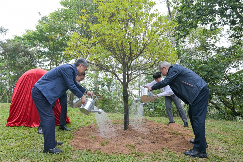 圖為岑浩輝、張永春等栽種中華楠。澳門特區(qū)政府新聞局供圖