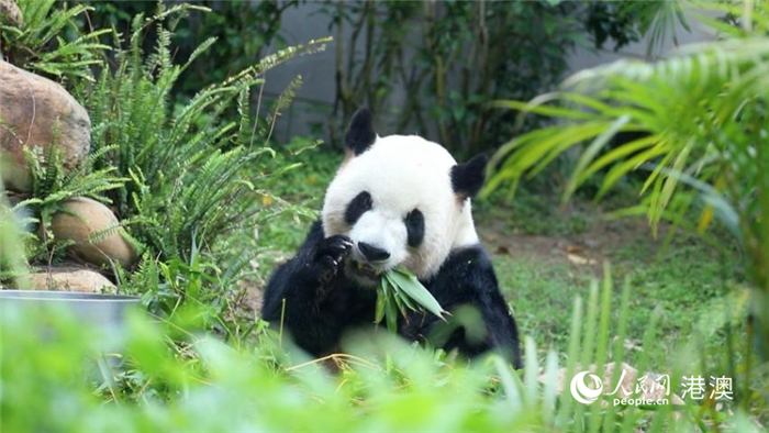 大熊貓爸爸“開開”正在享用早餐。人民網(wǎng) 吳宇揚(yáng)揚(yáng)攝