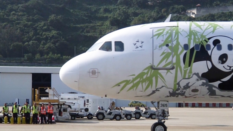 大熊貓“開開”“心心”抵達(dá)澳門。澳門特區(qū)政府新聞局視頻資料截圖
