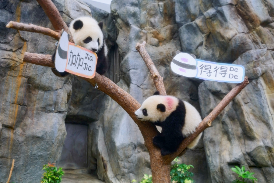 香港大熊貓龍鳳胎寶寶正式取名為“加加”和“得得”。香港海洋公園供圖