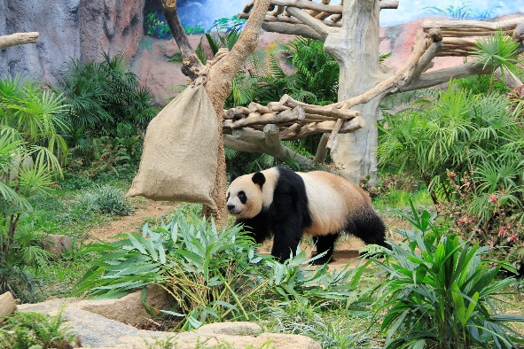 上兩圖為飼養(yǎng)員將美食裝進(jìn)麻袋、藏在竹簍下，讓大熊貓玩尋寶游戲。澳門特區(qū)政府市政署供圖