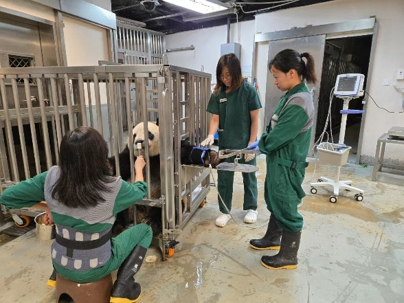 圖為大熊貓配合飼養(yǎng)員進(jìn)行健康檢查。澳門特區(qū)政府市政署供圖
