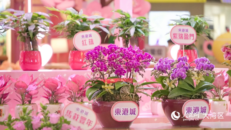 圖3.圖4.香港本地培育的全新蘭花品種首度亮相。人民網(wǎng) 吳宇揚(yáng)揚(yáng) 攝