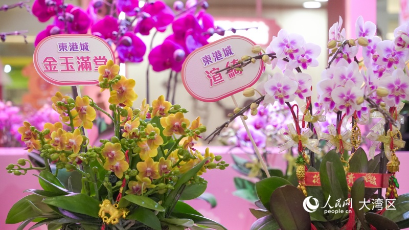 圖3.圖4.香港本地培育的全新蘭花品種首度亮相。人民網(wǎng) 吳宇揚(yáng)揚(yáng) 攝