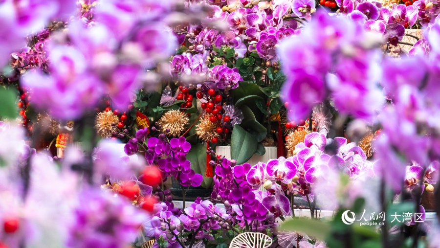 蝴蝶蘭是香港年宵市場(chǎng)的“主角”年花之一。人民網(wǎng) 吳宇揚(yáng)揚(yáng)攝