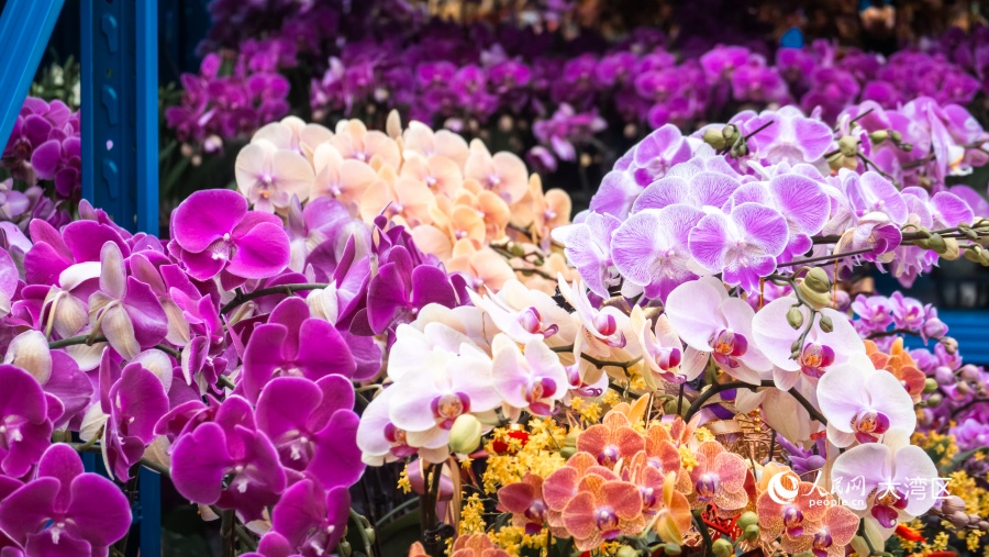 蝴蝶蘭造型各異，爭(zhēng)奇斗艷。人民網(wǎng) 吳宇揚(yáng)揚(yáng)攝