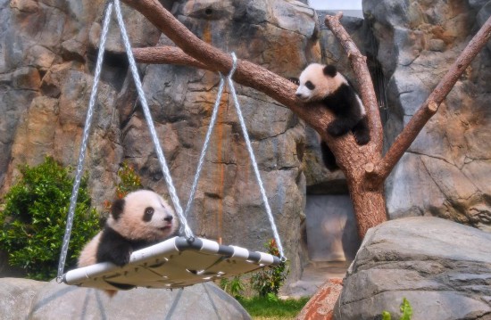 2月15日，首對(duì)“港產(chǎn)”大熊貓?jiān)谙愀酆Ｑ蠊珗@“大熊貓之旅”熊貓生活場(chǎng)館內(nèi)玩耍。 新華社記者 陳鐸 攝