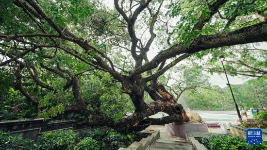 這是9月29日在香港九龍公園拍攝的被超強(qiáng)臺風(fēng)“樺加沙”刮倒的大葉合歡古樹。新華社發(fā)