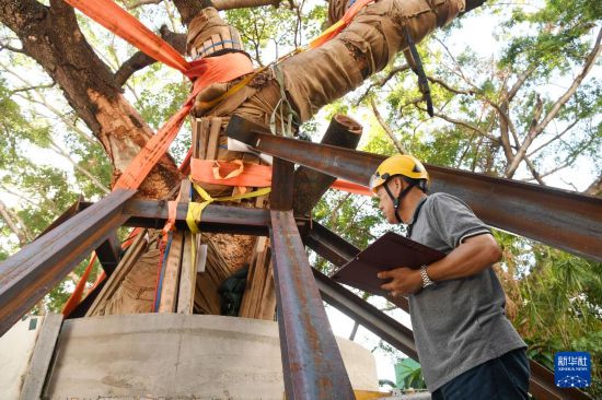 10月14日，香港古樹管理專家林妙成在九龍公園勘察大葉合歡古樹的情況。新華社記者 陳鐸 攝