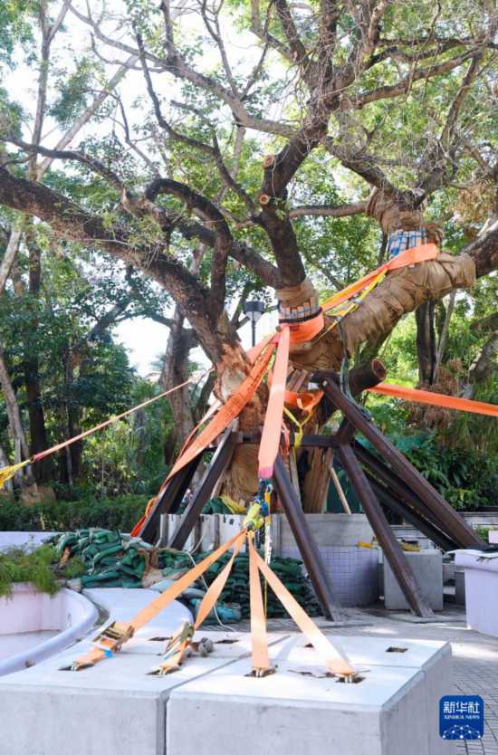 這是10月14日在香港九龍公園拍攝的大葉合歡古樹。新華社記者 陳鐸 攝